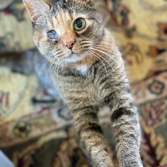 🖤LIVE SHOW LISTING🖤 Like To Be Notified!!! - Picture 5 of 16